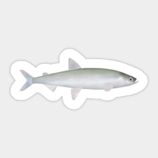 Rainbow Smelt Sticker